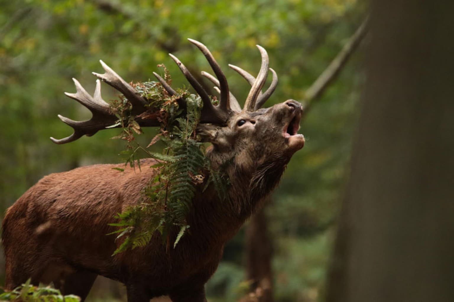 À Boutissaint, le 15 août sera une véritable ode à la nature