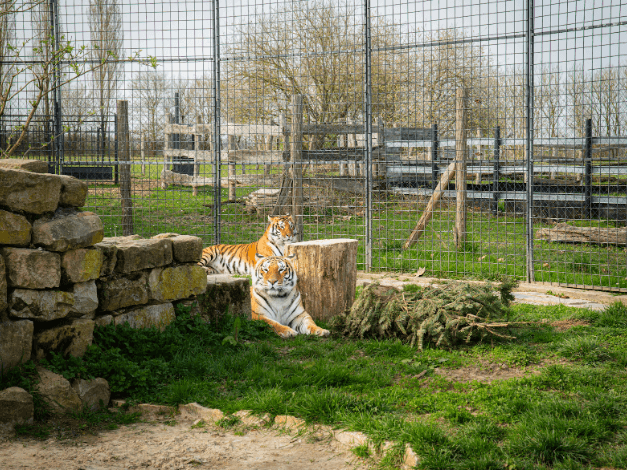 À Vernoy, les tigres ont trouvé leur refuge